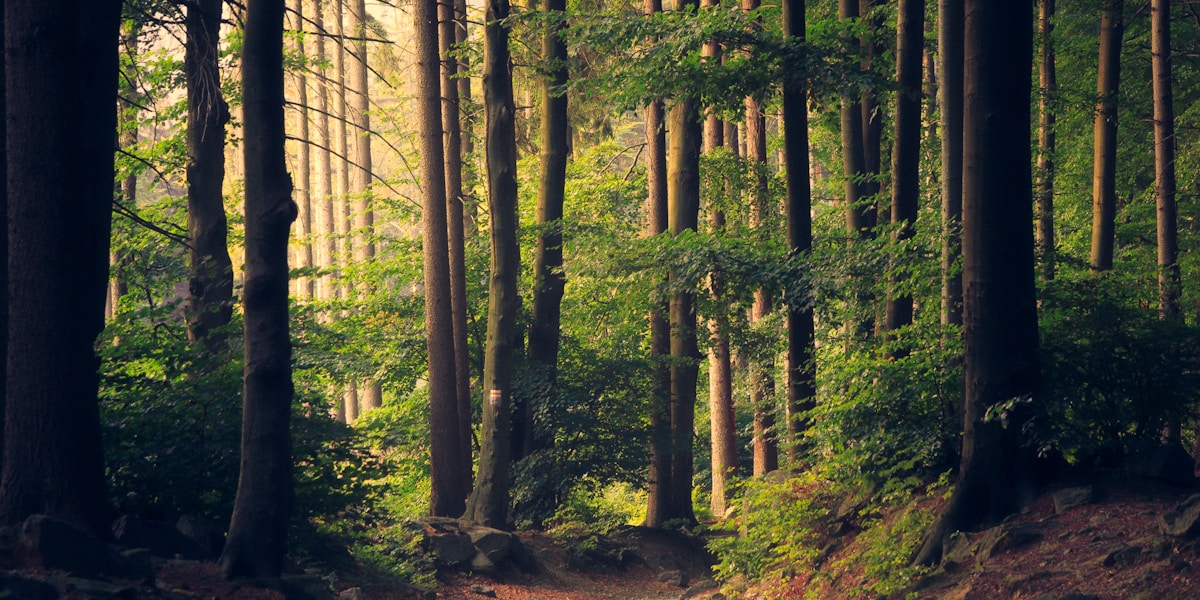 Eco-Forest Garden